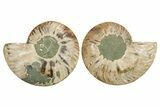 Cut & Polished, Crystal-Filled Ammonite Fossil - Madagascar #296418-1